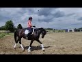 Dressage horse Knappe 8 jarige dressuurmerrie Lord Leatherdale x Negro