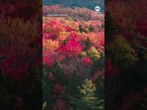 Vivid fall foliage on display in New Hampshire