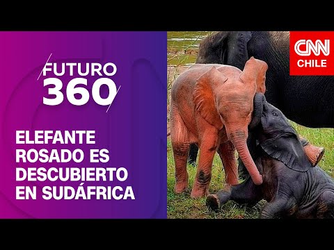 Elefante rosado es descubierto en Sudáfrica | Bloque científico de Futuro 360