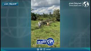 وش يفك بينهم