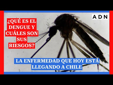 ¿Qué es el dengue y cuáles son sus riesgos?: La enfermedad que hoy se está expandiendo en Chile