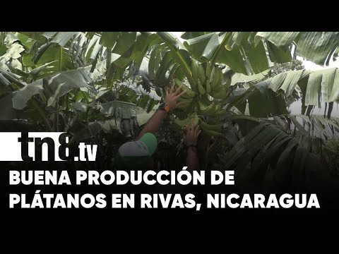 Productores de plátanos con buenas expectativas para la cosecha en Rivas - Nicaragua