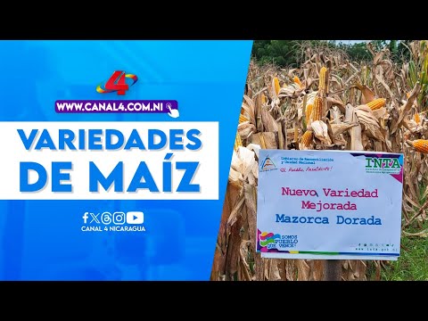 INTA presenta dos variedades de maíz con alto rendimiento