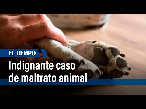 Indignante caso de maltrato animal | El Tiempo