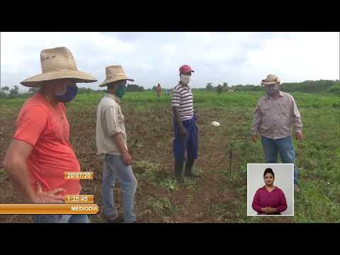 Cuba Hombre Habano apuesta por la producción de alimentos