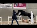 Show jumping horse Mooie Zwarte 3 jarige ruin (I'm Special x kimball)