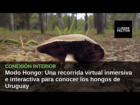 Modo Hongo: Una recorrida virtual inmersiva e interactiva para conocer los hongos de Uruguay
