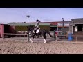 Dressage horse Talentvolle Zwarte Merrie van George Clooney x Lord leatherdale