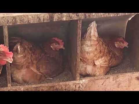 Sintomas de la gripe aviar