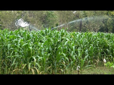 Productores mejoran técnicas de siembra con semilla de maíz hibrida
