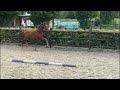 حصان الفروسية Spectaculair Hengstveulen