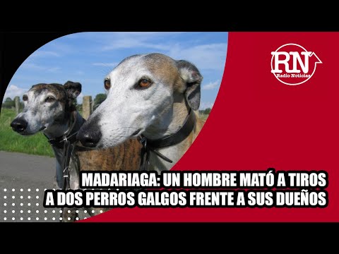 Madariaga: Un hombre muy agresivo mató a dos perros galgos frente a sus dueños en un campo
