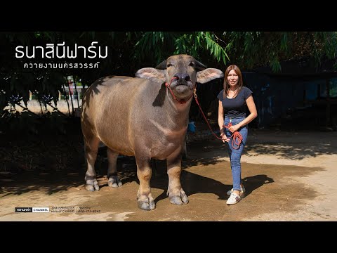 ทองเทียนชัยพ่อแสนลุงยูรแม่ทอ