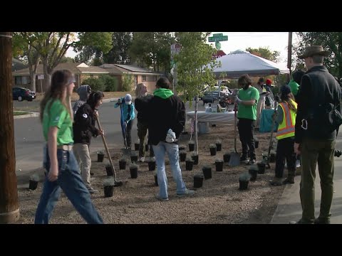 Green infrastructure: Denver transportation department plants trees along 14th