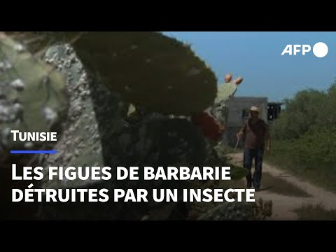 En Afrique du nord, les précieuses figues de barbarie décimées par un insecte | AFP