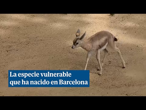 Esta es la especie vulnerable que cuenta con cuatro nuevos ejemplares nacidos en Barcelona