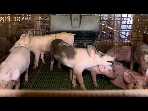 Porcinocultores afectados tras fuertes lluvias en Herrera y Los Santos