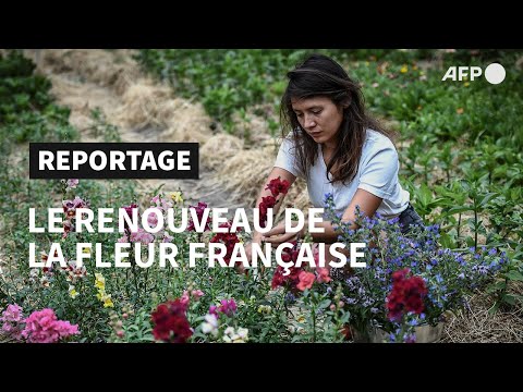 En plein Paris, une Franco-Japonaise pionnière du renouveau de la fleur française | AFP