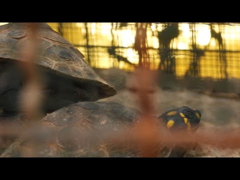 Tortugas e iguanas, las más traficadas en Semana Santa - Teleantioquia Noticias