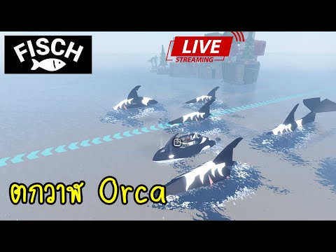 RobloxFischตกวาฬOrca