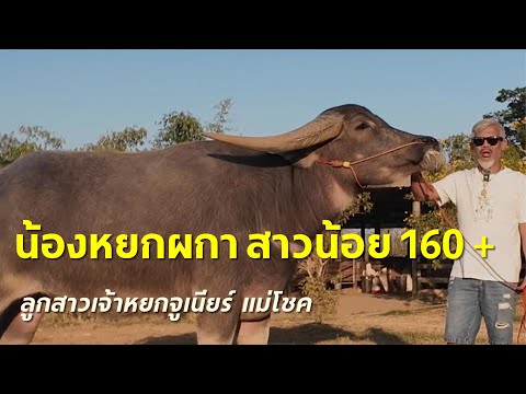 น้องหยกผกาสาวน้อย160พ่อ:จ้าวหย