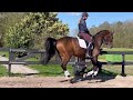 حصان الفروسية Bloedmooi en fijn te rijden young rider of amateurpaard!
