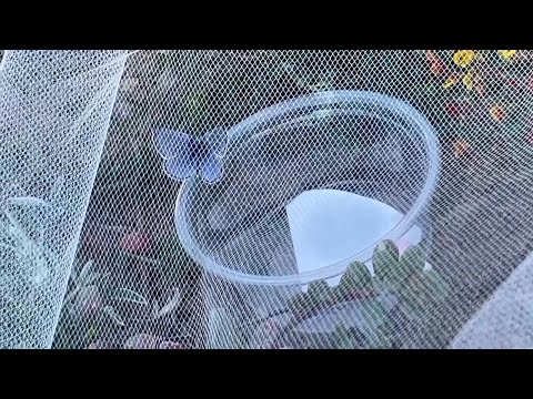 Newly released butterflies take flight in San Francisco park to revive an extinct species