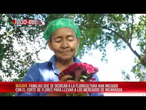 Inicia faena de corte de flores en Masaya por Día de los Difuntos - Nicaragua