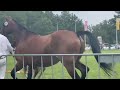Dressage horse ORIGINEEL GEFOKT DRESSUUR MERRIEVEULEN VOOR SPORT EN FOKKERIJ
