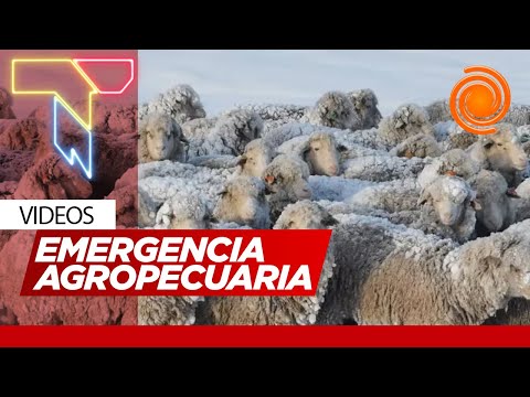 Se busca llegar como sea para alimentar: la dramática situación del agro por las nevadas en el sur