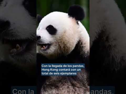 Hong Kong recibe dos pandas gigantes donados por Pekín