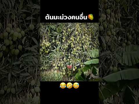 ต้นมะม่วงคนอื่นvsของเรา🥭😂🤣ค