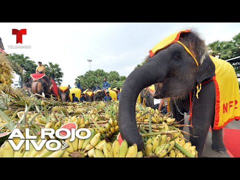 EN VIVO: Enorme banquete para elefantes en Tailandia | Al Rojo Vivo | Telemundo