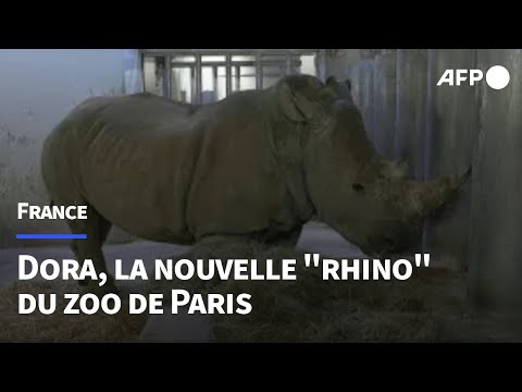 Arrivée de Dora, la nouvelle rhinocéros du Zoo de Paris | AFP