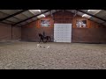 Cheval de CSO Super ongecompliceerd werkwillend paard