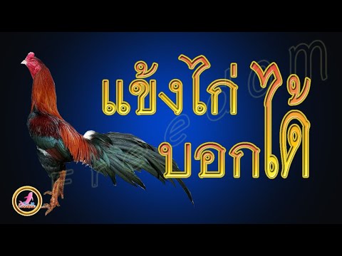 ดูแข้งไก่บอกกับผู้เลี้ยง...!!!