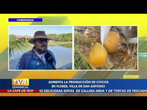 ¡Positivo! aumenta la producción de cocos en Flores, Villa de San Antonio