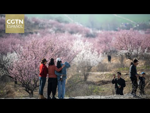 La moda de ver flores impulsa el desarrollo rural en China