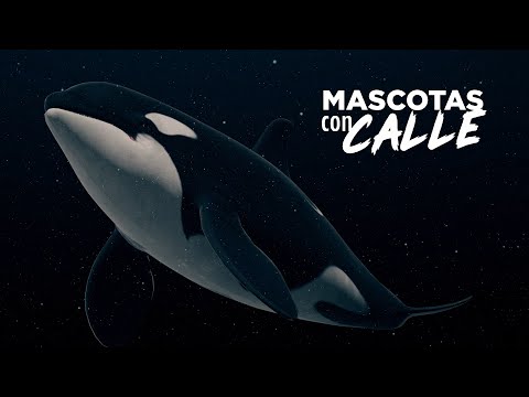 Ballenas orcas