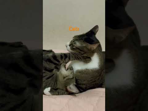 Catfamilycatcatvideos