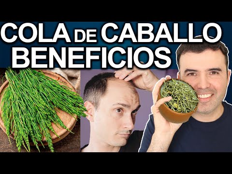 COLA DE CABALLO 2025 - Beneficios Escondidos - Para Qué Sirve? Como Tomar El Te Y Contraindicaciones