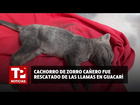 Cachorro de zorro cañero fue rescatado de las llamas en un ingenio, en Guacarí|25.04.2024|TPNoticias