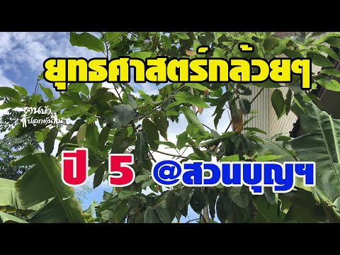 ปลูกป่าด้วย-ยุทธศาสตร์กล้วยๆ-ป ปลูกป่าด้วย-ยุทธศาสตร์กล้วยๆ-ป