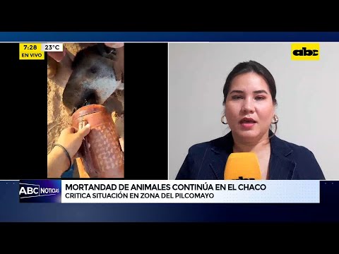 Mortandad de animales continúa en el Chaco