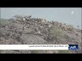 معركة جبال تعز العالية لاستعادة الساحل الفسيح