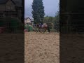 حصان الفروسية Prachtige dressuurmerrie