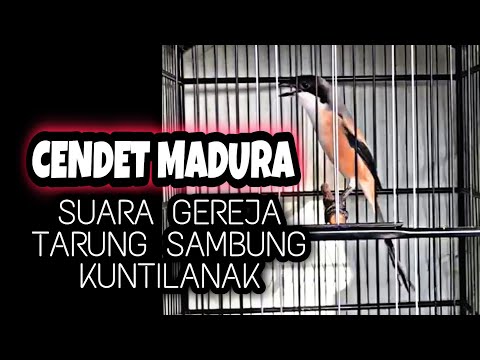 Cendet suara gereja tarung sambung kunti gacor panjang keras powernya_ @sultanakbar