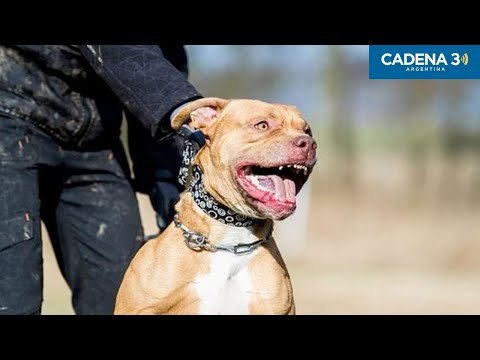 Un joven permanece en estado crítico tras ser atacado por un pitbull en Jujuy