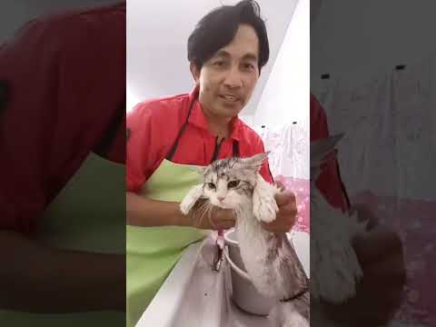 อาบน้ำตัดขนหมาแมวในตัวเมืองขอน