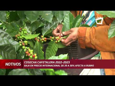 Precio de quintal de café en mercado internacional baja entre 20 y 30%, según ANCN